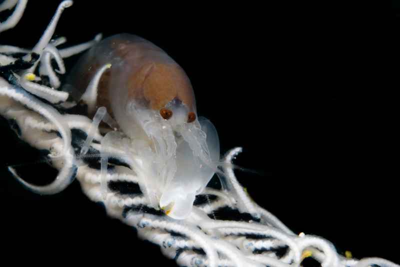 cerinate snapping shrimp synalpheus carinatus01