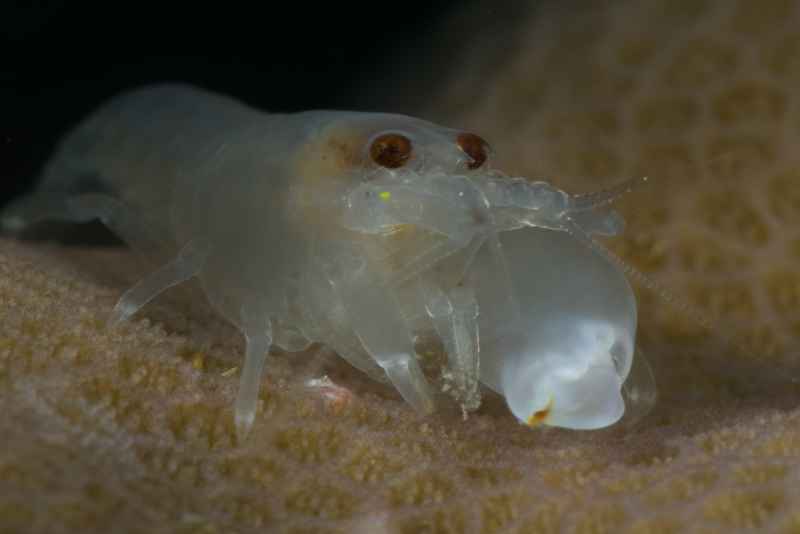 cerinate snapping shrimp synalpheus carinatus02