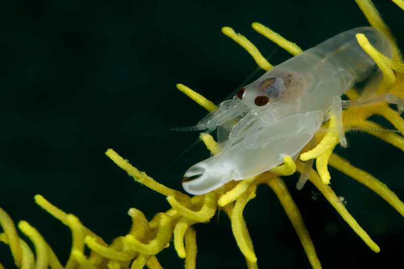 cerinate snapping shrimp synalpheus carinatus03