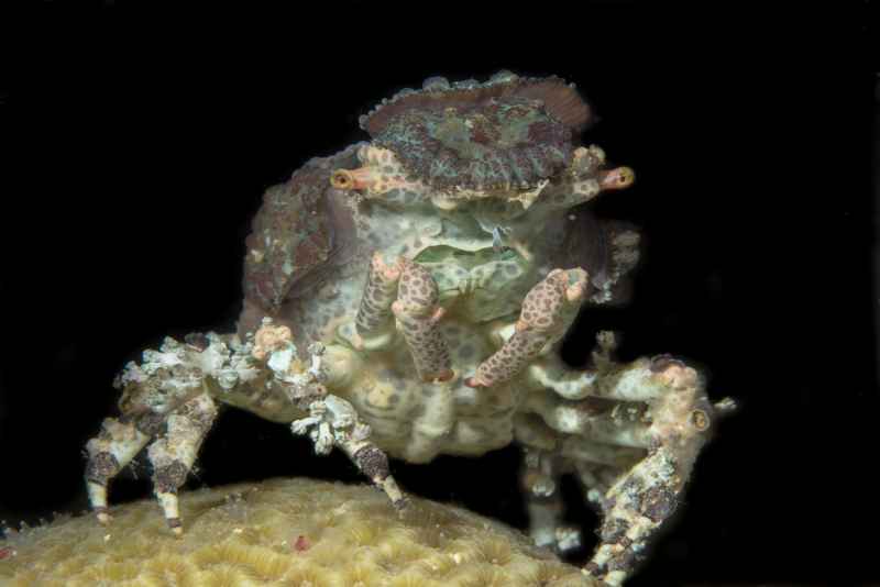 corallimorpf decorator crab cyclocoeloma tuberculata 2