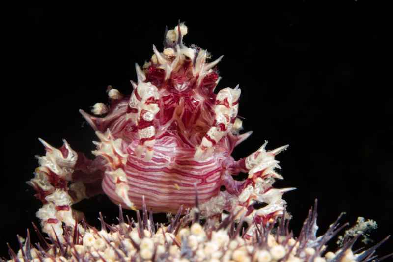 dendronephtya crab hoplophrys oatesi01 2