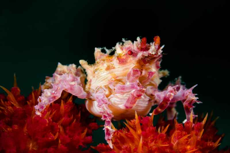 dendronephtya crab hoplophrys oatesi02 2