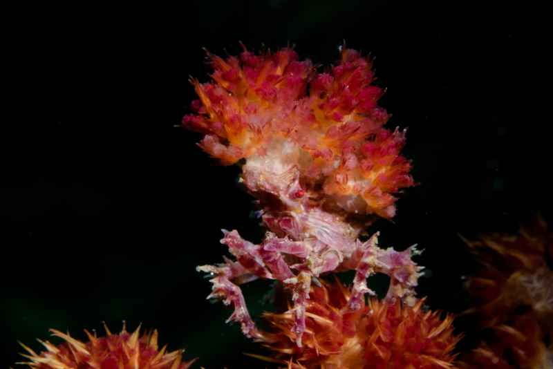 dendronephtya crab hoplophrys oatesi03 2