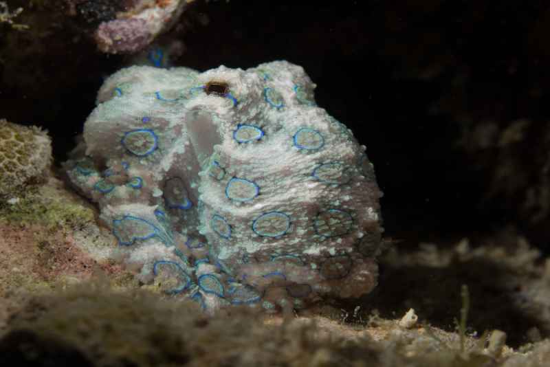 greater blue ringed octopus hapalochlaena lunulata 3