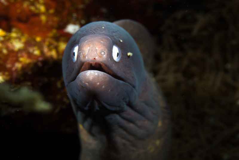 greyface moray eel gymnothorax thyrsoideus 2