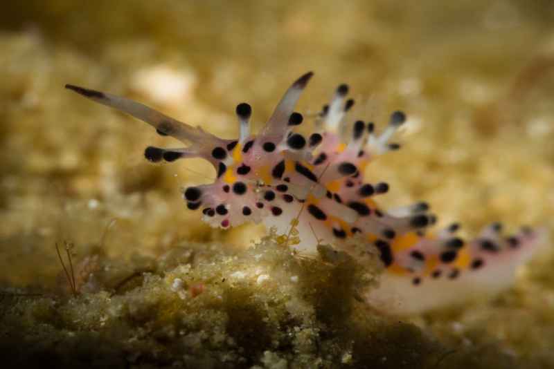 hairy norse god aegires villosus 2
