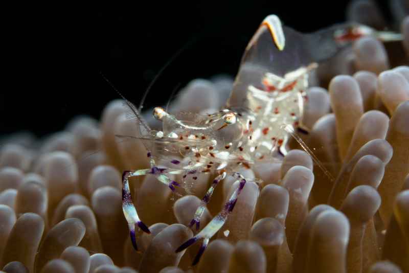 holthuis anemone shrimp ancylomenes holthuisi