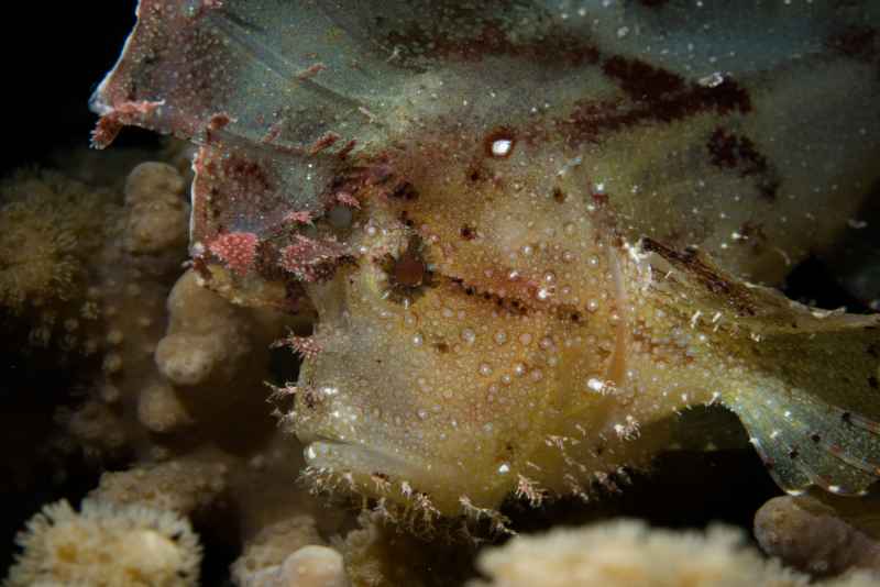 leaf scorpionfish taenianotus triacanthus 5