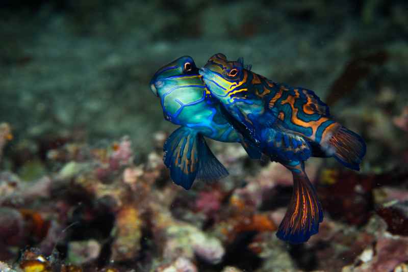 mandarinfish synchiropus splendidus01 2