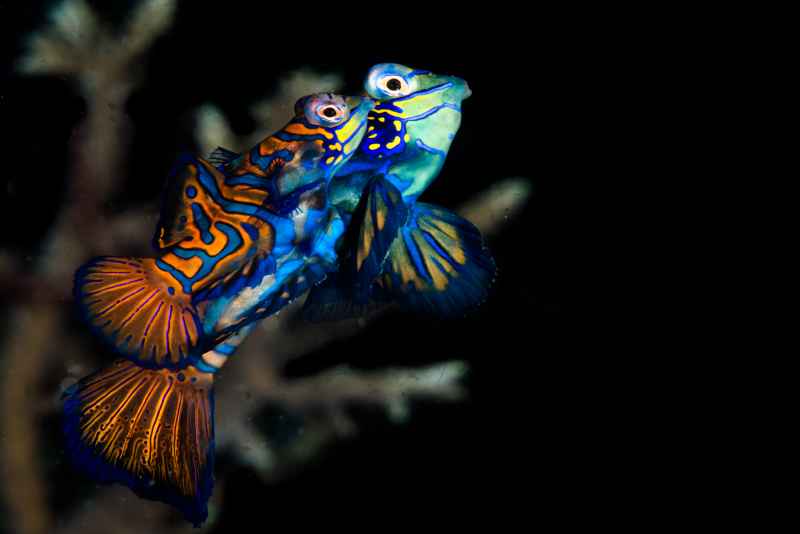 mandarinfish synchiropus splendidus02 2