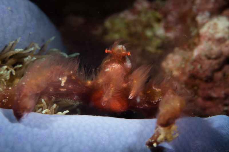orangutan crab oncinopus sp1 former achaeus japonicus