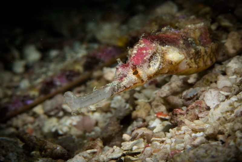 ornate pipefish halicampus macrorhynchus 2