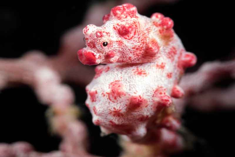 pygmy seahorse hippocampus bargibanti01 7