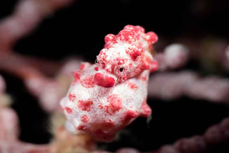 pygmy seahorse hippocampus bargibanti02 7