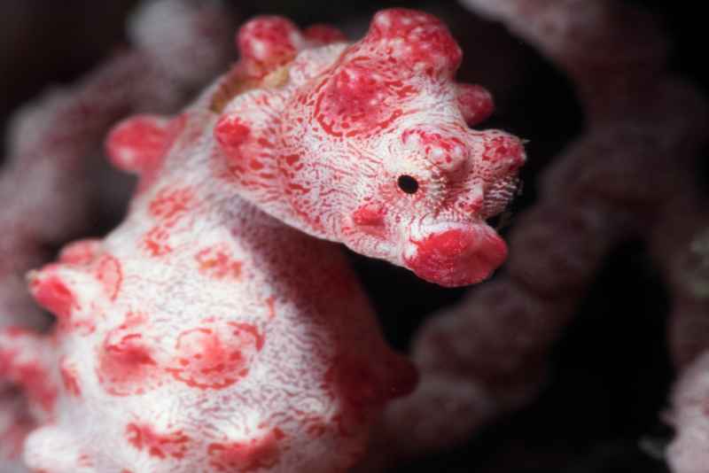 pygmy seahorse hippocampus bargibanti03 7