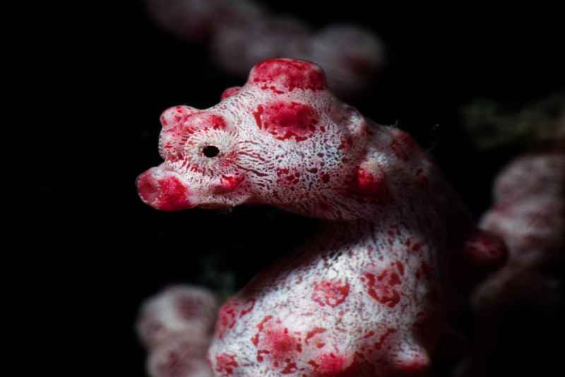 pygmy seahorse hippocampus bargibanti04 5