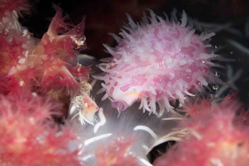 ridged egg cowry diminovula culmen 3
