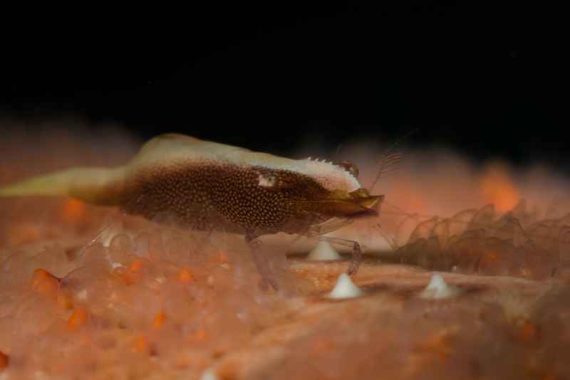 rounded sea star shrimp periclimenes soror01 4