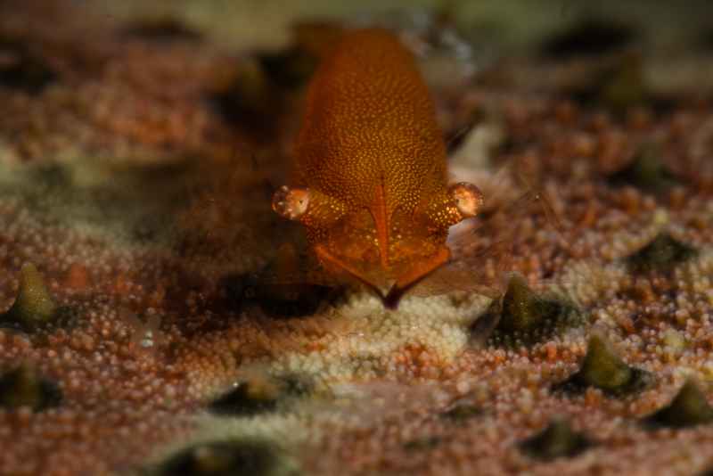 sea star shrimp periclimenes soror01