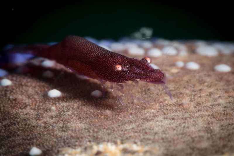 sea star shrimp periclimenes soror02