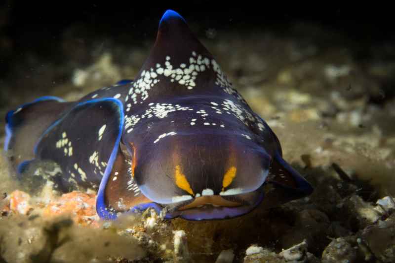 showy headshield slug philinopsis speciosa 2