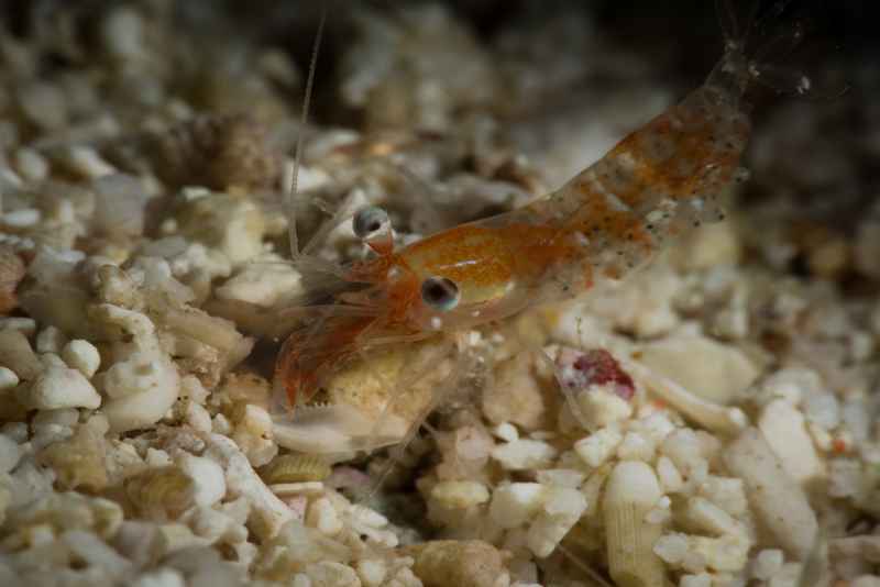 shrimp sp