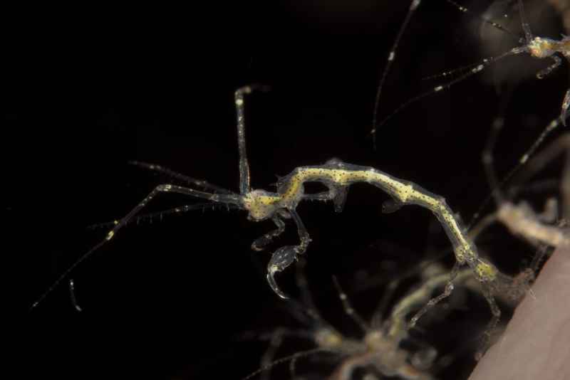 skeleton shrimp caprellidae caprella01 3