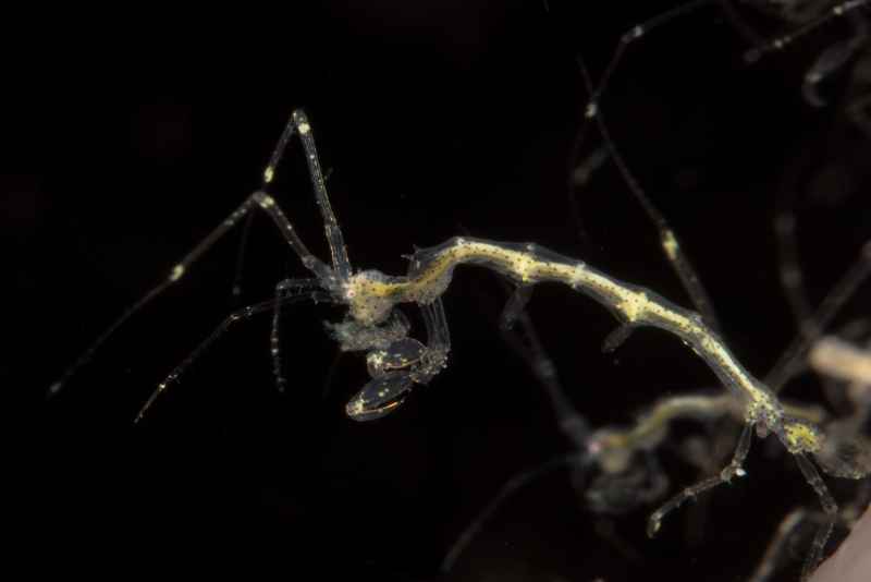 skeleton shrimp caprellidae caprella02 3