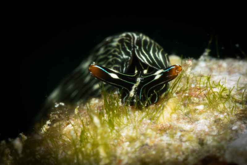 slender sapsucking slug thuridilla gracilis
