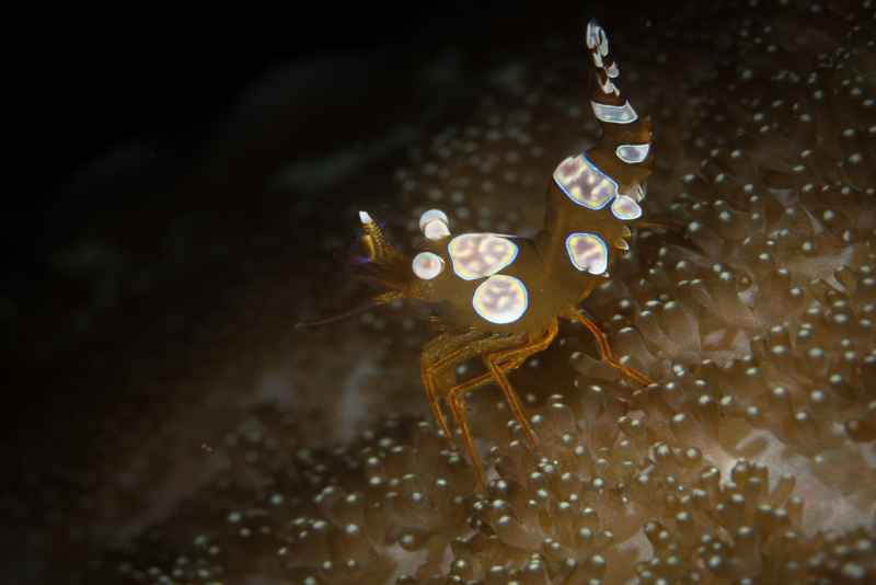squat anemone shrimp thor amboinensis 2