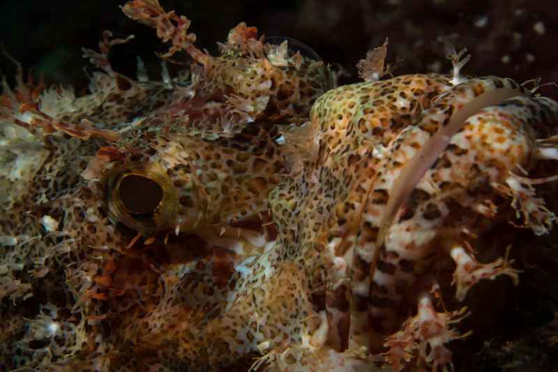 tasseled scorpionfish scorpaenopsis oxycephala 7