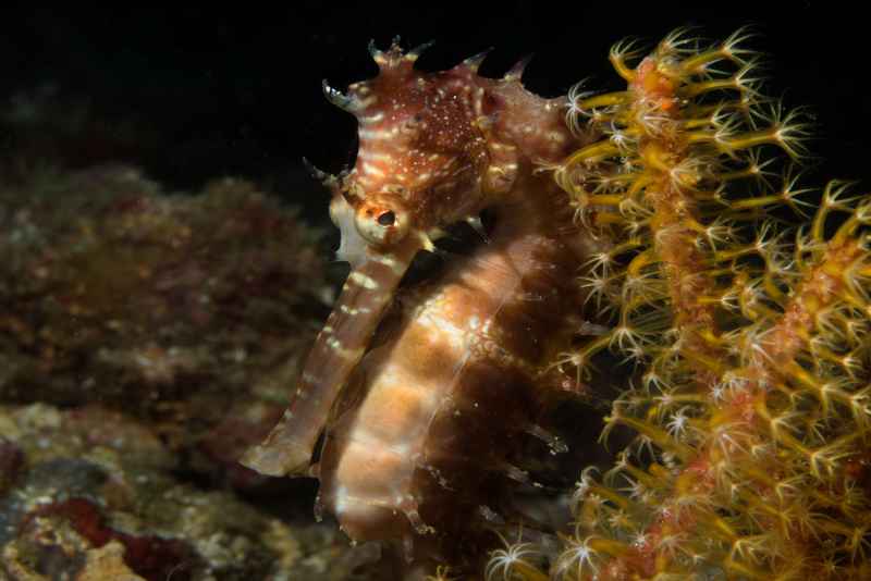thorny seahorse hippocampus histrix01 3