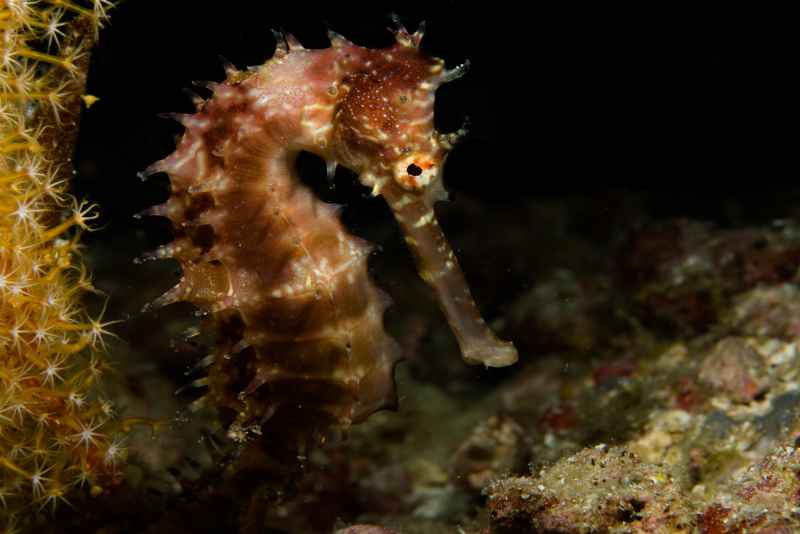thorny seahorse hippocampus histrix02 3