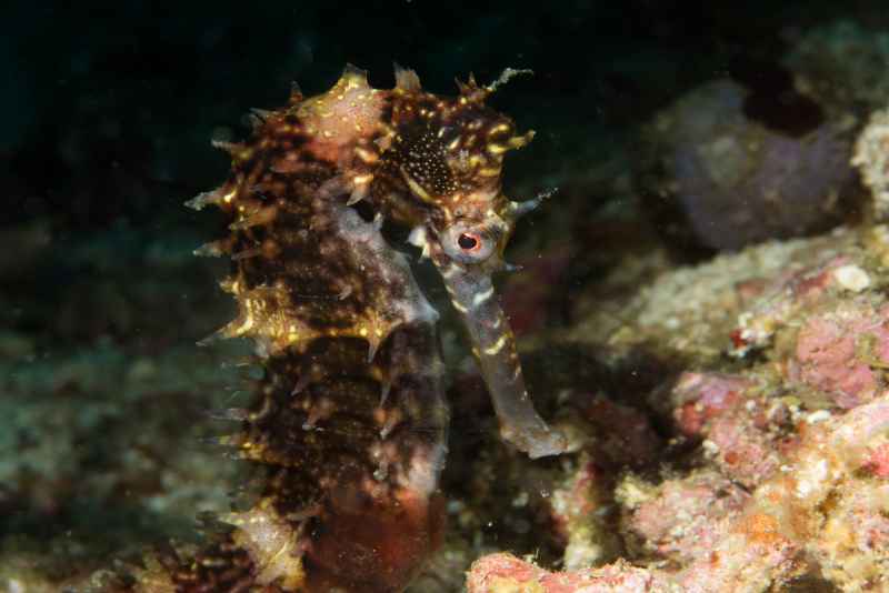 thorny seahorse hippocampus histrix03