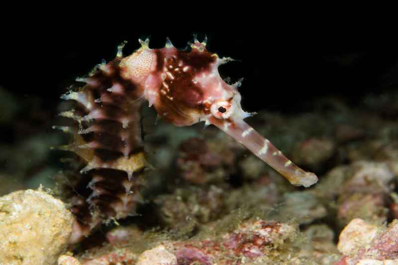 thorny seahorse hippocampus histrix04