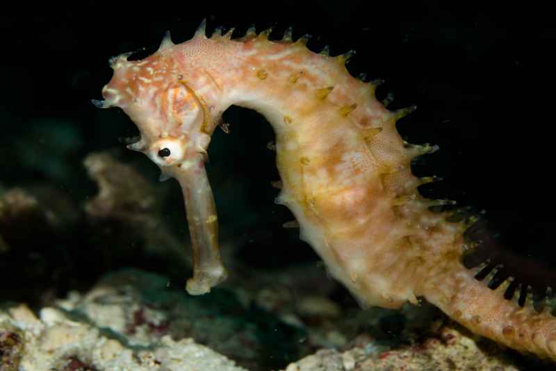 thorny seahorse hippocampus histrix05