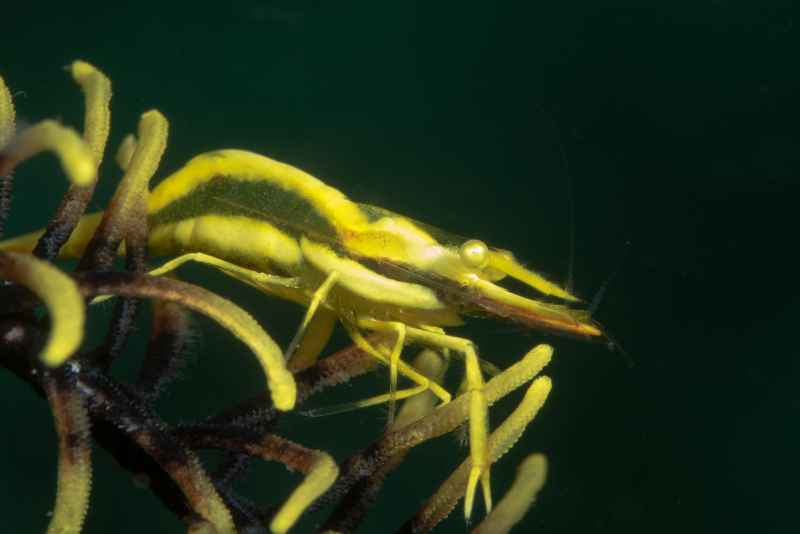 twin stripe crionid shrimp periclimenes affins