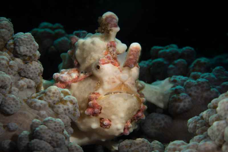 warty frogfish antennarius maculatus 5