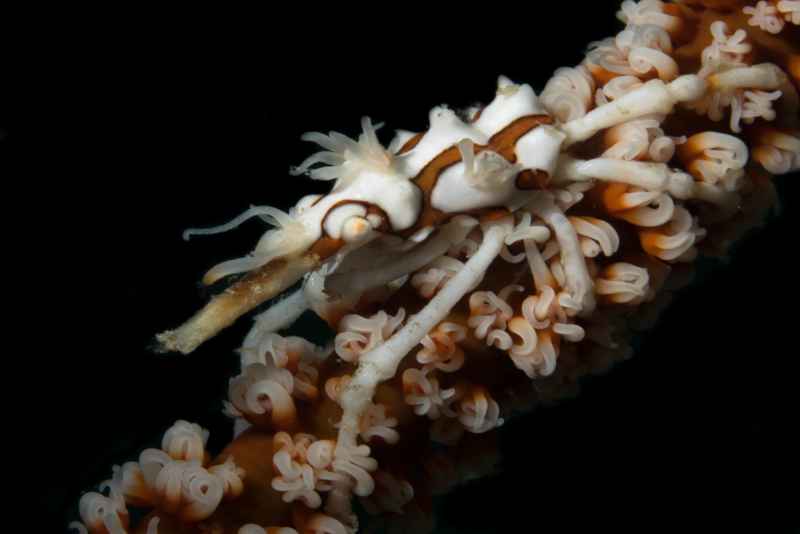 wire coral crab xenocarcinus tuberculatus01 2