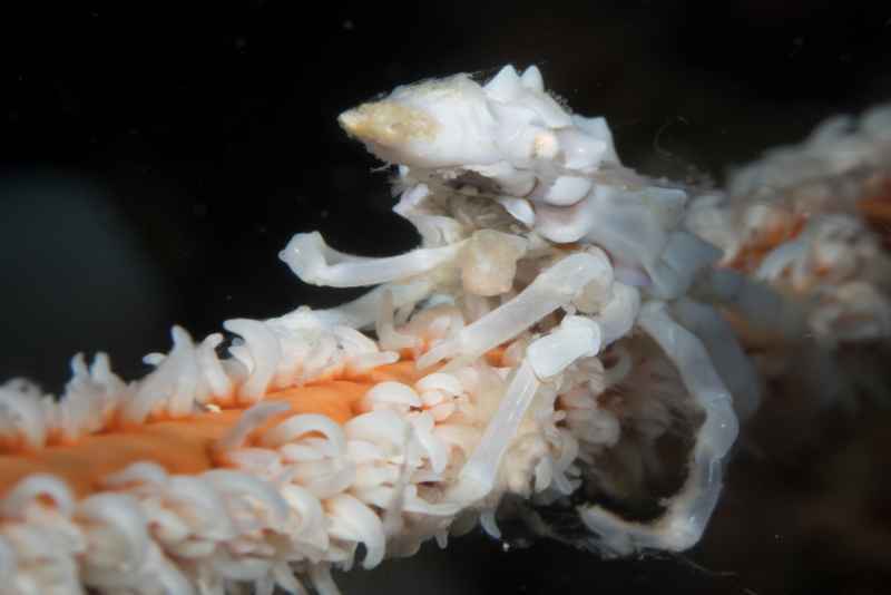 wire coral crab xenocarcinus tuberculatus02 2