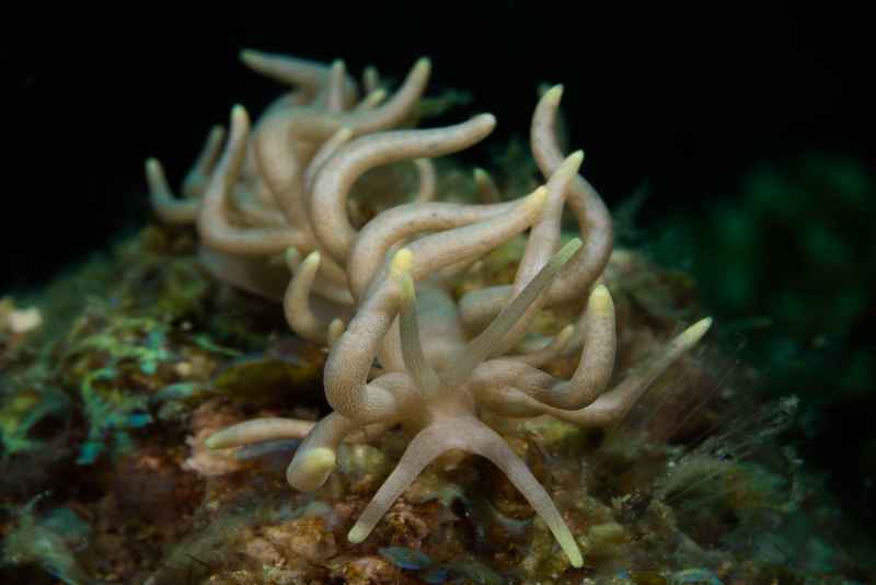 yellow tipped phyllodesmium phyllodesmium briareum 4
