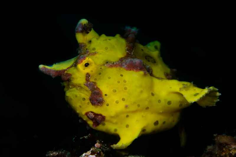 yellow warty frogfish antennarius maculatus01 2