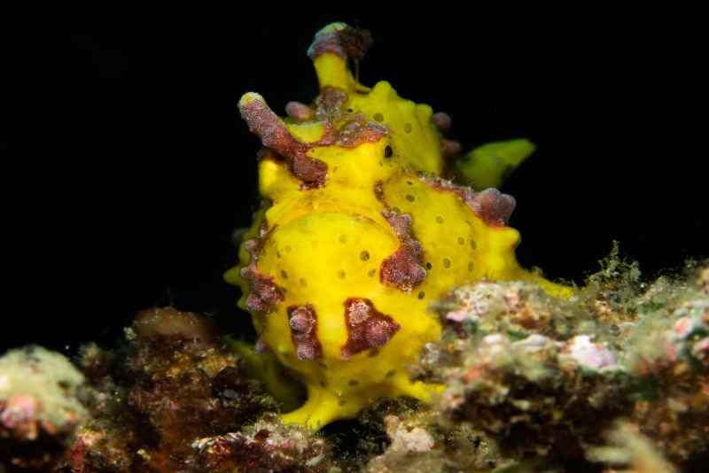 yellow warty frogfish antennarius maculatus02 2
