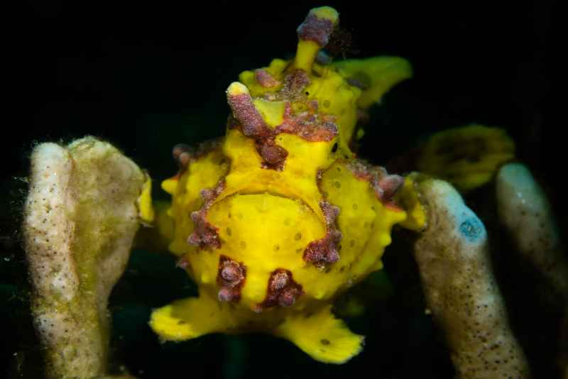 yellow warty frogfish antennarius maculatus03 2