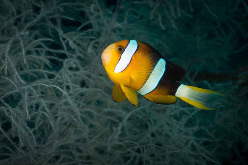 yellowtail clownfish amphiprion clarkii 3