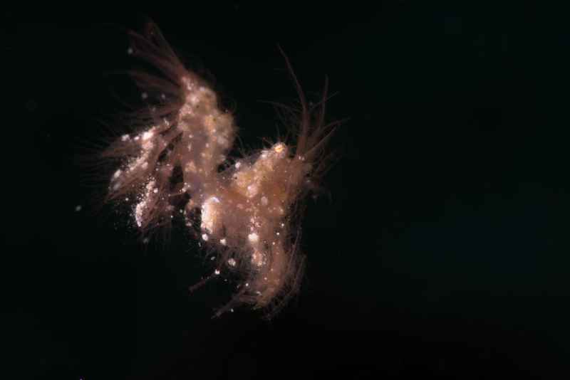 algea shrimp phycocaris simulans04
