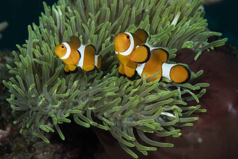 clown anemonefish amphiprion ocellaris