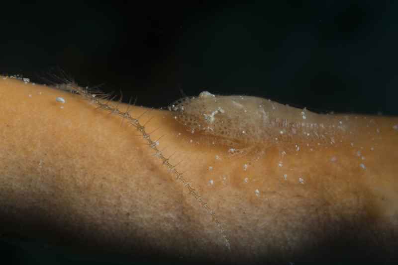 cryptic sponge shrimp gelastocaris paronae 4
