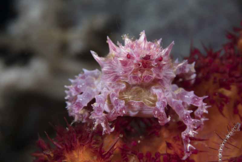 dendronephtya crab hoplophrys oatesi