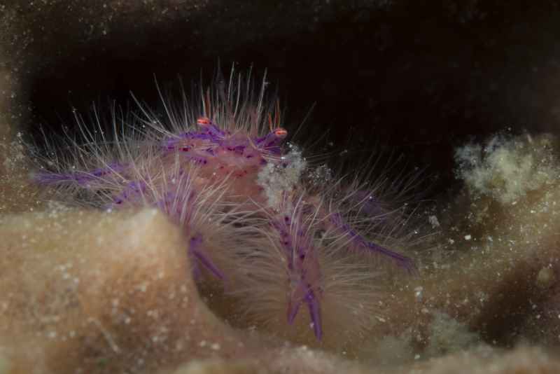 pink squat lobster lauriea siagiani01 3